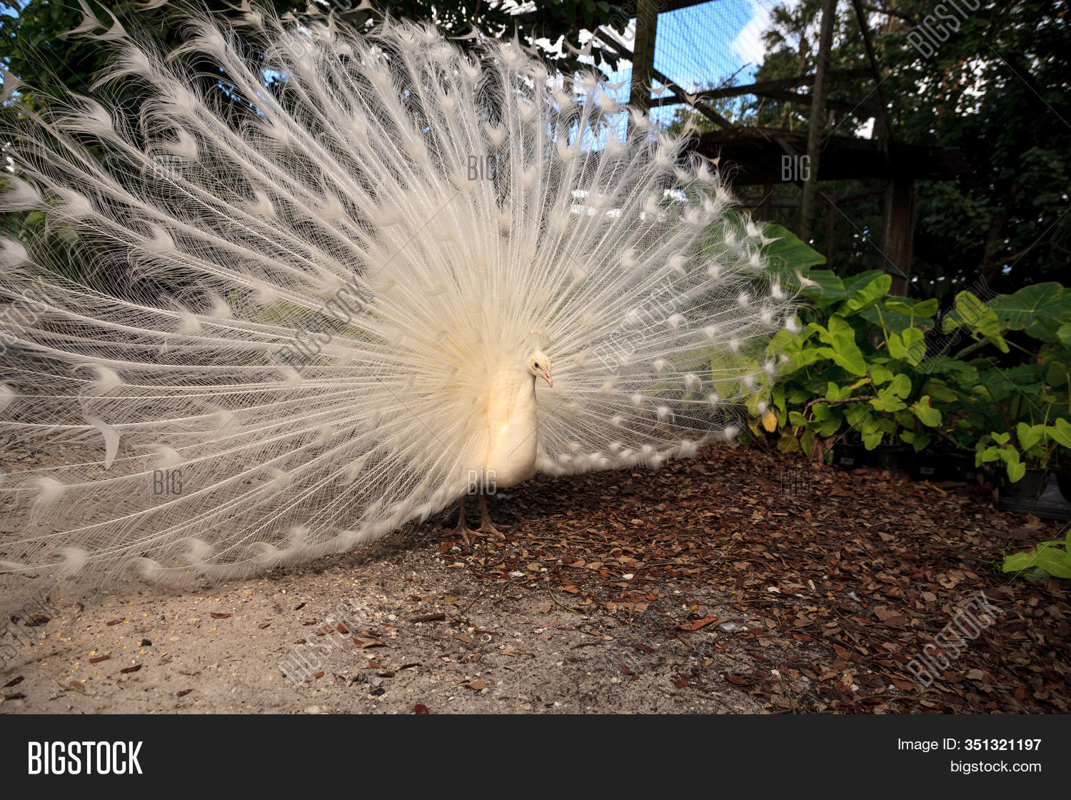 White Peacock Pavo Image Photo Free Trial Bigstock