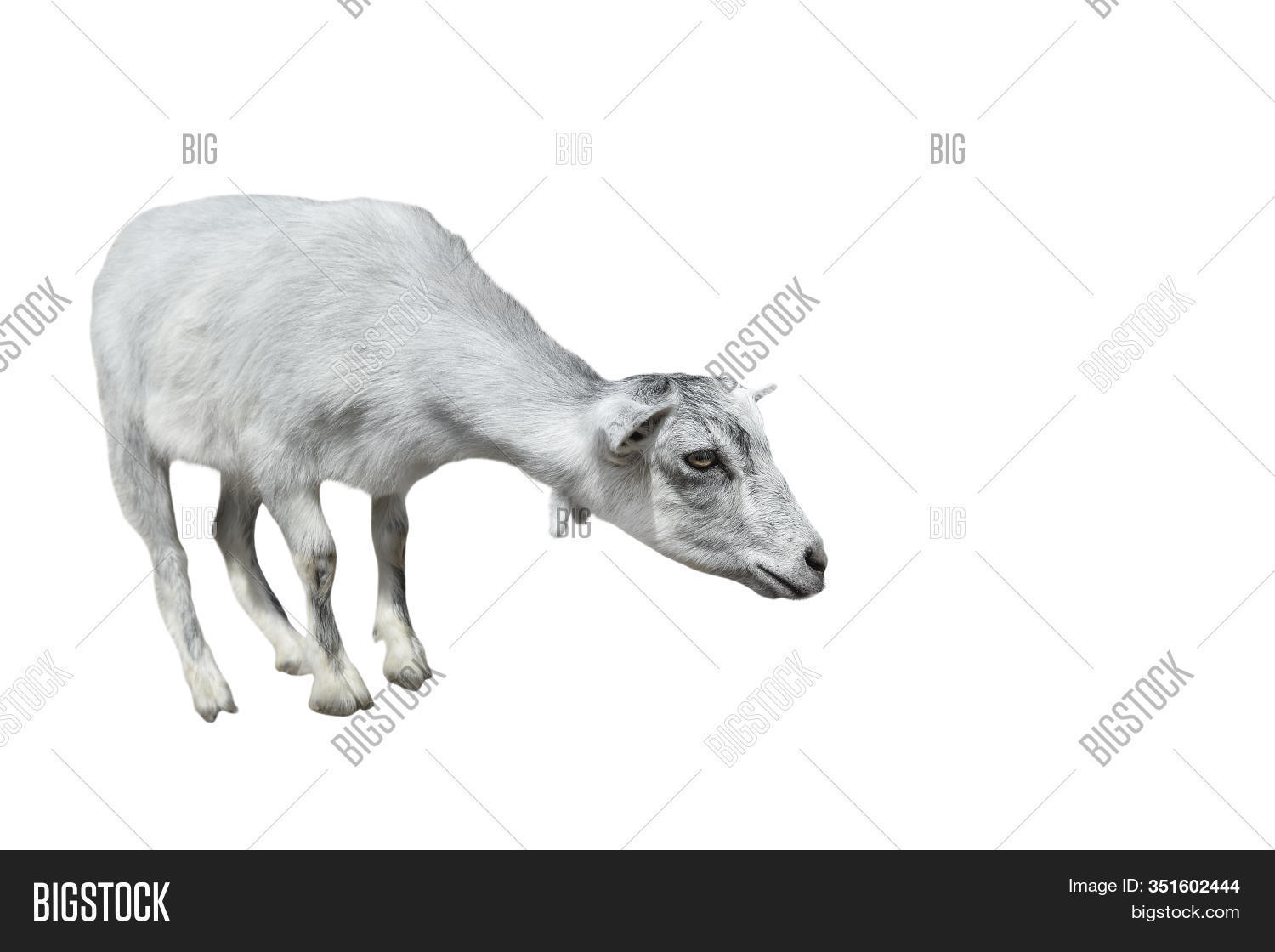 Goat Without Horns Image & Photo (Free Trial) Bigstock