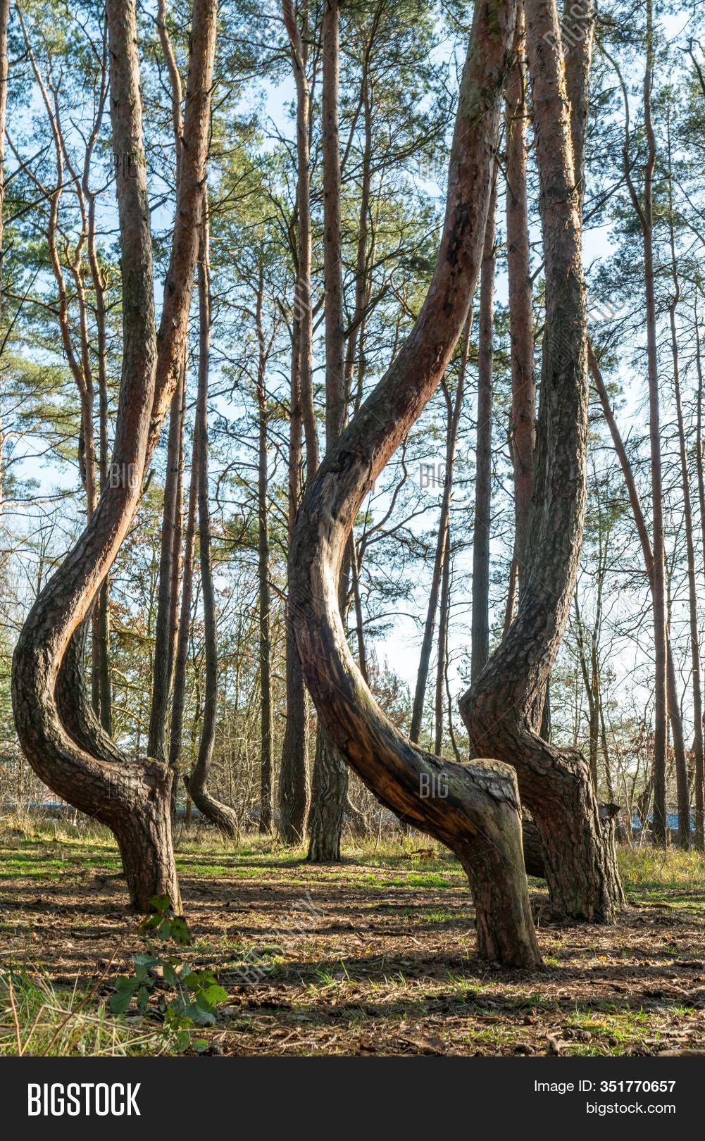 Crooked Tree Trunks Image & Photo (Free Trial) Bigstock