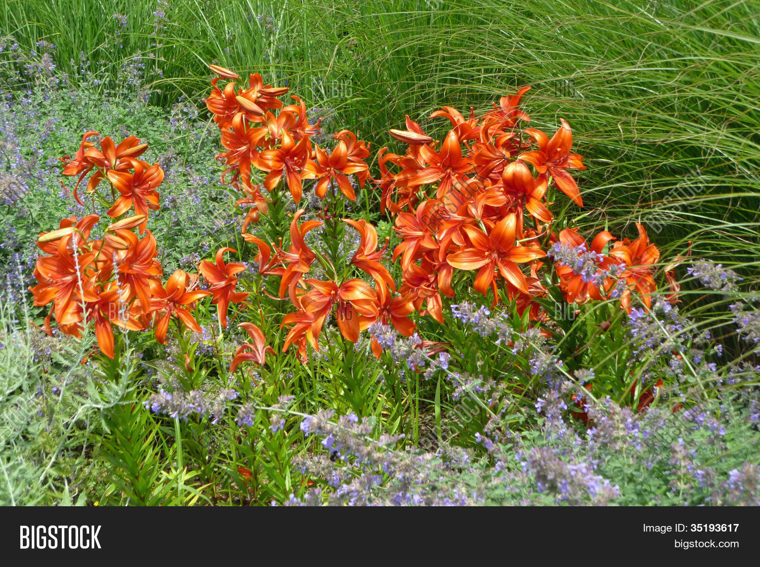 Field Tiger Lilies Image & Photo (Free Trial) Bigstock