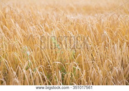 Big And Long Wheat Field In The Summer, Time To Harvest.