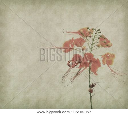 Påfugl blomster på poinciana træ med gamle antikke vintage papir baggrund