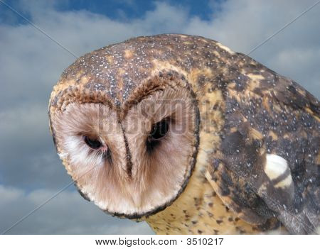 OWL maskiert