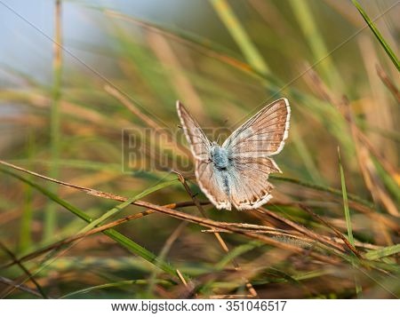 Male Of Chalkhill Blue Butterfly (lysandra Coridon) Resting In  Grass