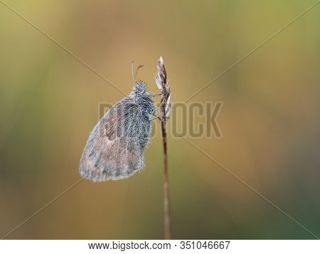 Small Heath (coenonympha Pamphilus) Butterfly Resting In Early Morning On Sunny Summer Day