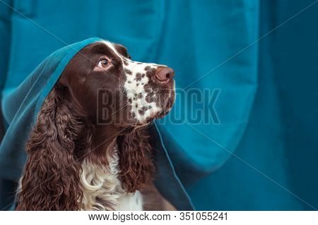 The Dog Is Hiding Behind The Curtains And Is Afraid To Go Out. The Concept Of Dogs Anxiety About Thu