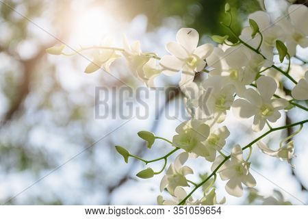 Beautiful White Vanda Orchid Flower On Sky Background With Light Sun, Nature Background