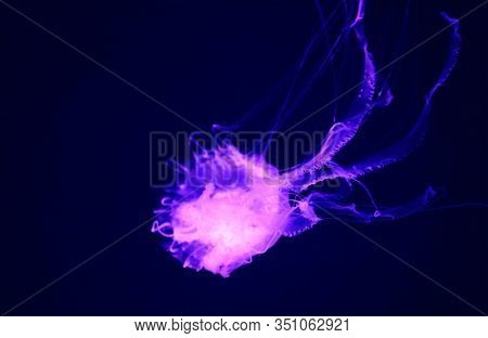 Pacific Sea Nettle Chrysaora Fuscescens , Or West Coast Sea Nettle, Is A Common Planktonic Scyphozoa