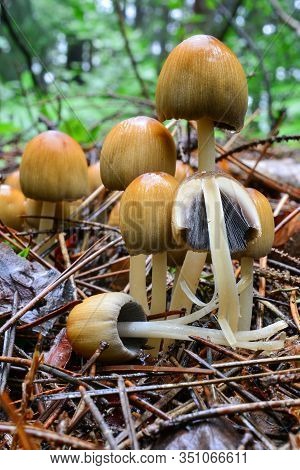Cluster Of Coprinus Micaceus Or Glistening Inkcap Mushrooms, Wet After Early Summer Heavy Rain, Grow