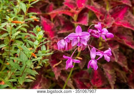 View Of Wild Purple Orchid (spathoglottis Plicata)