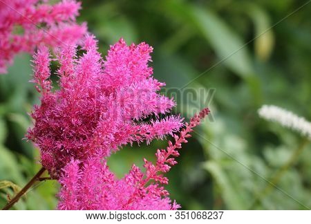 Pink Astilba Japanese In The Garden Close Up
