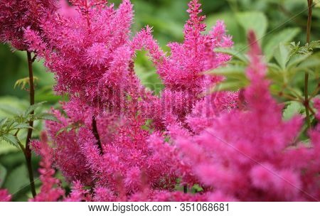 Pink Astilba Japanese In The Garden Close Up