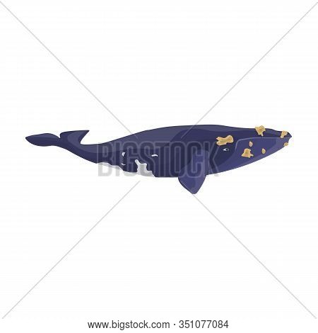 Whale South Smooth Japanese Icon.cartoon Vector Icon Isolated On White Background Whale South Smooth