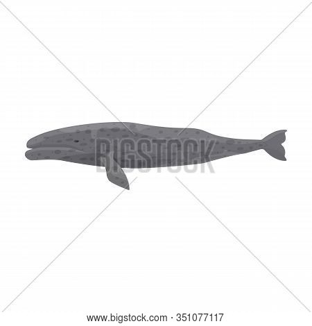 Whale Gray Vector Icon.cartoon Vector Icon Isolated On White Background Whale Gray .