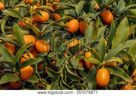 Calamansi, Calamondin Or Philippine Lime, A Hybrid Between Kumquat And Mandarin Orange. Small Trees