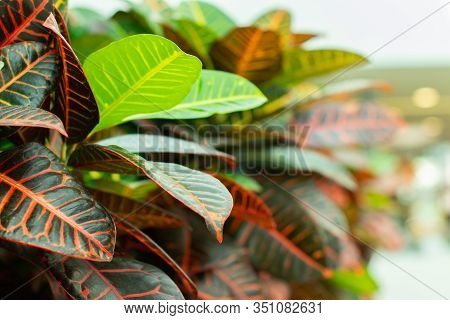 Codiaeum Variegatum Is A Perennial Evergreen Plant. Red Green Leaves Codiaeum Foliage Close-up Backg