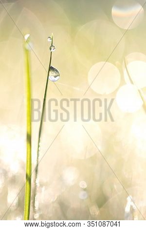 A Portrait Of A Blade Of Grass With A Some Dew Drops Hanging Onto It In The Sunlight At Sunset. The 