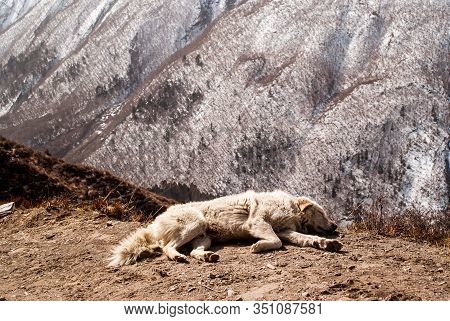 A Dog Sleeping Near Foothpath In Himalaya Mountains.
