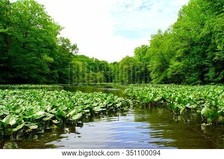 The View Of The Green Trees And Lily Pads Near Becks Pond, Newark, Delaware, U.s.a