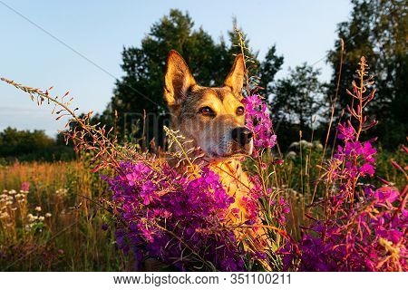 Dog Hiding In Flowers In Field At Nature