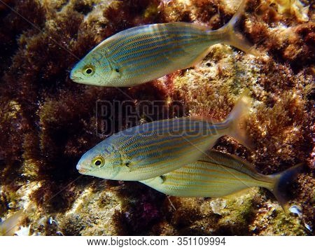 Salema Porgy Saltwater Dreamfish - Sarpa Salpa