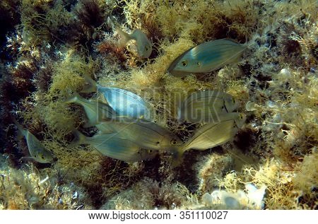 Salema Porgy Saltwater Dreamfish - Sarpa Salpa