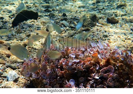 Salema Porgy Saltwater Dreamfish - Sarpa Salpa