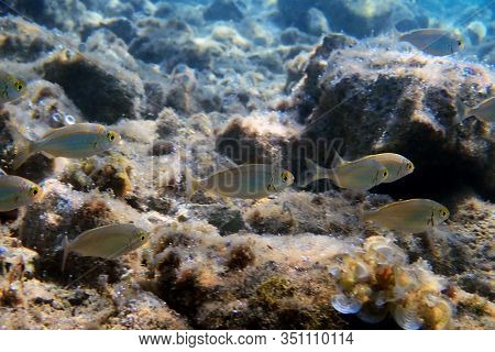 Salema Porgy Saltwater Dreamfish - Sarpa Salpa