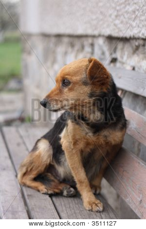 Kutya