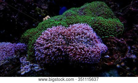 Big Hairy Mushroom Soft Coral  - (rhodactis Indosinensis)