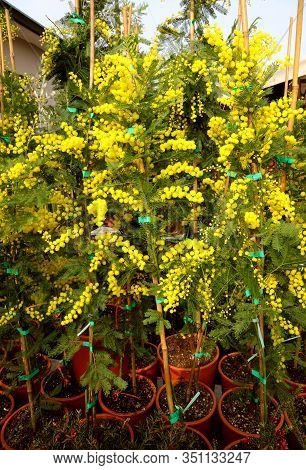 Pots Of Plants With Yellow Mimosa Flowers For Sale At Market