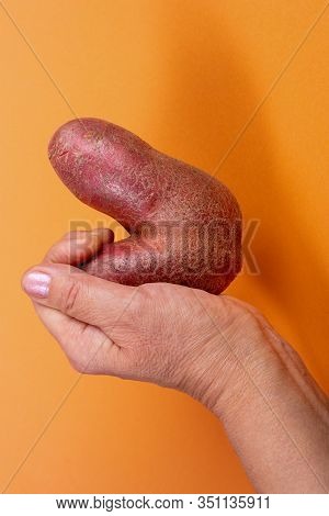 Female Hand Holding Non-standard Ugly V-shaped Fresh Raw Potato On Trendy Yellow-orange Background W