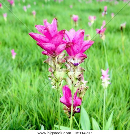 Siam Tulip o Patumma