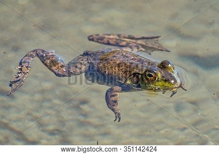 A Green Frog Is Floating On The Surface Of The Muddy Water. Sproat Lake Provincial Park, Vancouver I