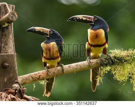 Toucan Collared Aracari, Pteroglossus Torquatus, Bird With Big Bill. Toucan Sitting On The Moss Bran