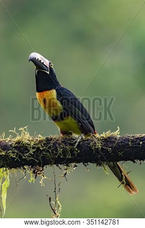 Toucan Collared Aracari, Pteroglossus Torquatus, Bird With Big Bill. Toucan Sitting On The Moss Bran