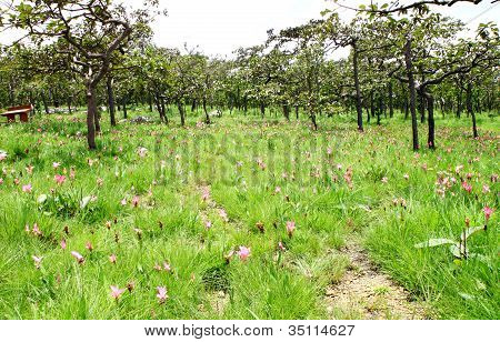 Siam Tulip o Patumma campo