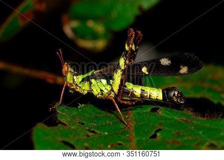 Grasshoppers Perched On The Leaves.
Grasshoppers Are Typically Ground-dwelling Insects With Powerful