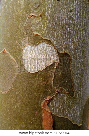 Sycamore schors