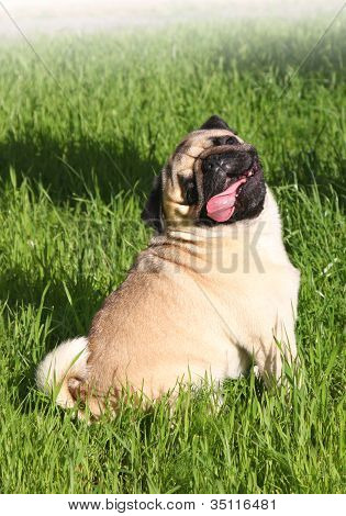Mopsz kutya