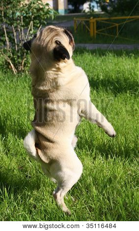 Mopsz kutya