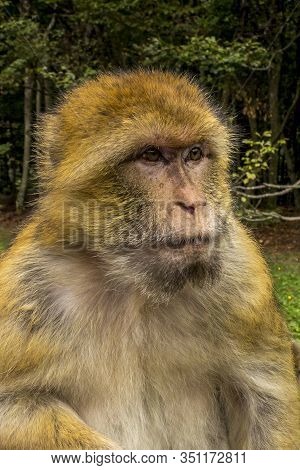 Barbary Macaque In Very Nice Colors And Beautiful Eyes, Baby Macaque