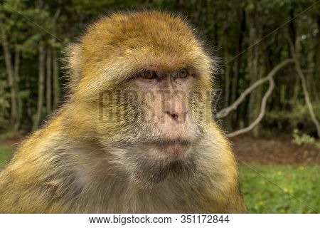 Barbary Macaque In Very Nice Colors And Beautiful Eyes, Baby Macaque