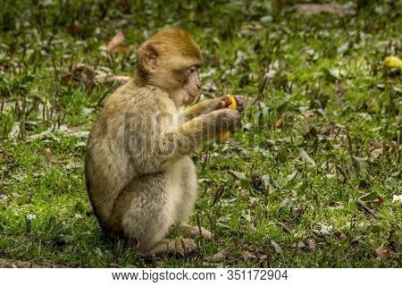 Barbary Macaque In Very Nice Colors And Beautiful Eyes, Baby Macaque