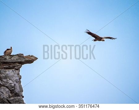 A Vulture On A Rock While Other Vulture Is Flying In The Sky In Maderuelo In Spain