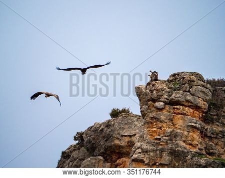 Two Vulture On A Rock While Other Two Vulture Are Flying In The Sky In Maderuelo In Spain