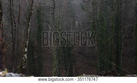 Late Autumn Forest Under The Rain. Cold Autumn Weather And Foggy Wet Trees Under The Heavy Rain.