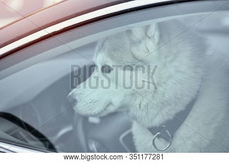 Husky Dog In Car, Cute Pet Behind Window. Dog Waiting For Sled Dog Race. Dog Is Watching Around