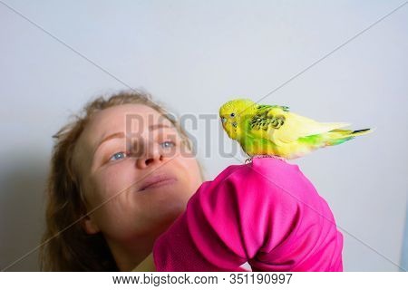 Funny Budgie. A Cute Yellow Budgie Parrot Is Sitting On The Girls Hand. Tamed Pet