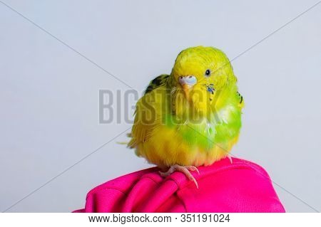 Funny Budgie. A Cute Yellow Budgie Parrot Is Sitting On The Girls Hand. Tamed Pet